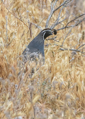 A Quail in the grasses of Bitter Creek National Wildlife Refuge