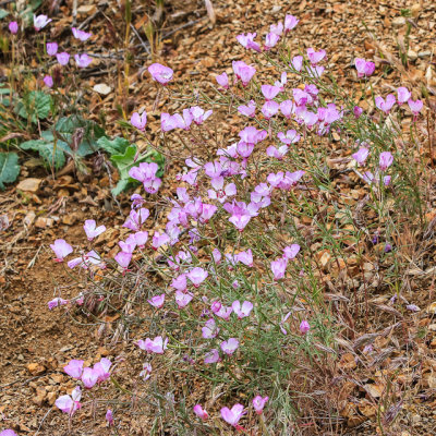 Flowers on a hillside in Bitter Creek National Wildlife Refuge