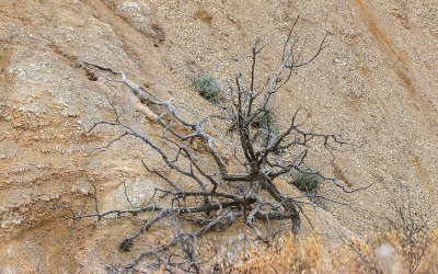 A dead tree on a steep canyon wall in Bitter Creek National Wildlife Refuge