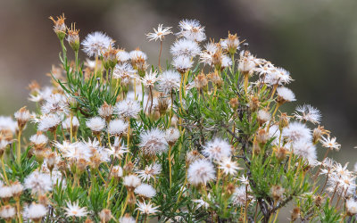 Flowers going to seed in Bitter Creek National Wildlife Refuge