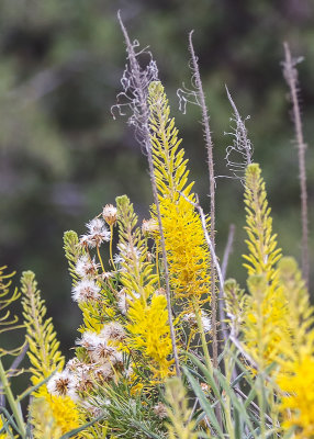Flowers in Bitter Creek National Wildlife Refuge