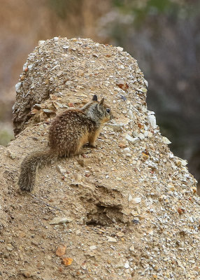 California Ground Squirrel in Bitter Creek National Wildlife Refuge