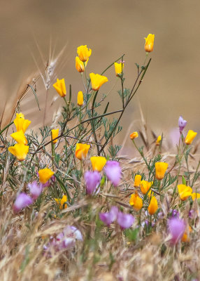 Flowers in the hills of Bitter Creek National Wildlife Refuge