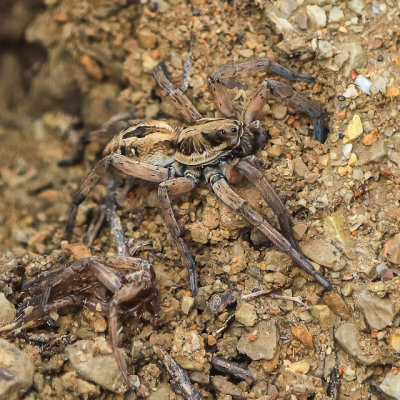 Large Wolf Spider outside of its den with prey in the foreground in Bitter Creek National Wildlife Refuge