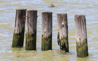 Weathered pylons in Suisun Bay in Port Chicago Naval Magazine National Memorial