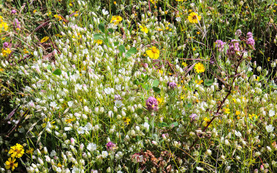 Wildflowers in the Hetch Hetchy Valley of Yosemite NP