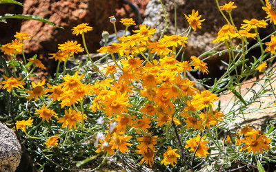 Blooming wildflowers in the Hetch Hetchy Valley of Yosemite NP