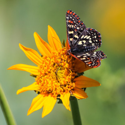 Butterfly on a flower in the Hetch Hetchy Valley of Yosemite NP