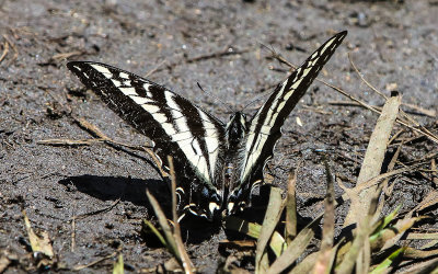 Large butterfly in the Hetch Hetchy Valley of Yosemite NP
