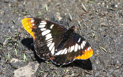 Butterfly on the ground in the Hetch Hetchy Valley of Yosemite NP