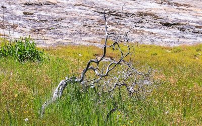 Dead tree in a meadow in the Hetch Hetchy Valley of Yosemite NP