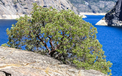 Manzanita Bush on the edge of the reservoir in the Hetch Hetchy Valley of Yosemite NP