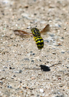 Yellow Jacket hovers over the Wapama Falls Trail in the Hetch Hetchy Valley of Yosemite NP