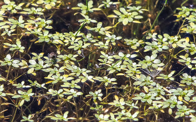 Plants growing on top of a creek fed pond in the Hetch Hetchy Valley of Yosemite NP