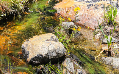 Monkeyflowers growing in a mountain stream in the Hetch Hetchy Valley of Yosemite NP