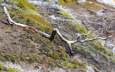 Timeworn tree branch in a mountain stream in the Hetch Hetchy Valley of Yosemite NP