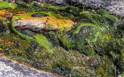 Plant life in a valley stream in the Hetch Hetchy Valley of Yosemite NP