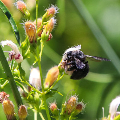 Large bee taking pollen from a Yawning Penstemon in the Hetch Hetchy Valley of Yosemite NP