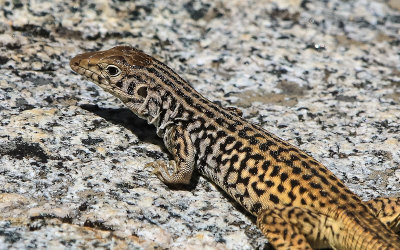 Lizard on granite along the Wapama Falls Trail in the Hetch Hetchy Valley of Yosemite NP