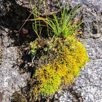 Plants growing from a crack in the granite near water runoff in the Hetch Hetchy Valley of Yosemite NP