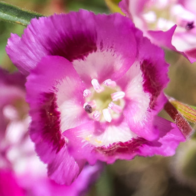 Williamsons Clarkia flower in the Hetch Hetchy Valley of Yosemite NP