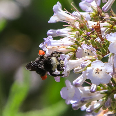 A bee harvests pollen from a Yerba Santa flower in the Hetch Hetchy Valley of Yosemite NP
