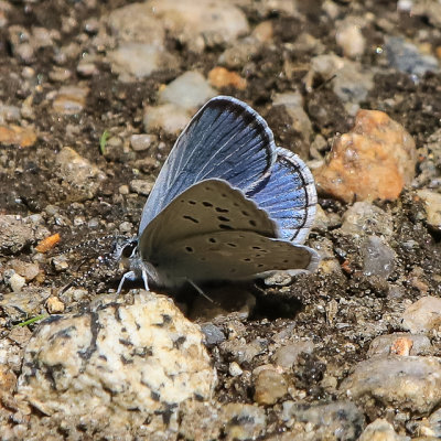 Blue butterfly on the ground in the Hetch Hetchy Valley of Yosemite NP
