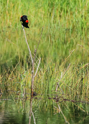 Red winged black bird perched on a stick in a pond in Cooks Meadow in Yosemite National Park