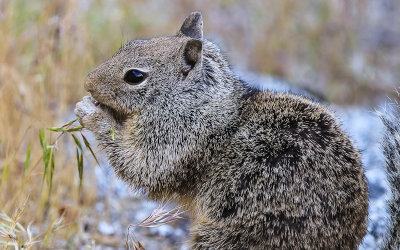 A California Squirrel munching on grasses in Yosemite National Park