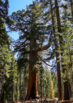 The Grizzly Giant Sequoia, 209 feet tall and 28 feet in diameter in Yosemite National Park 