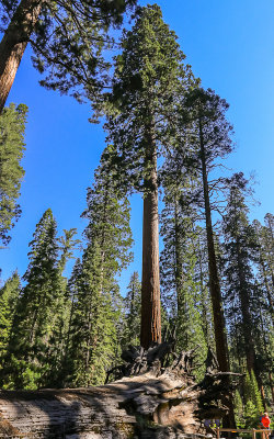 A Sequoia towers over the Fallen Monarch along the Big Trees Loop Trail in Yosemite National Park
