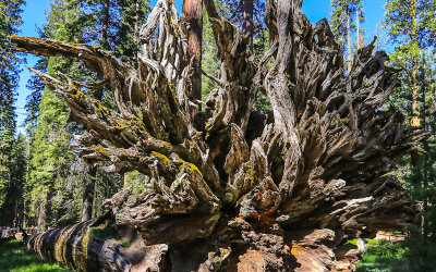 Root system and trunk of the Fallen Monarch in the Mariposa Grove in Yosemite National Park
