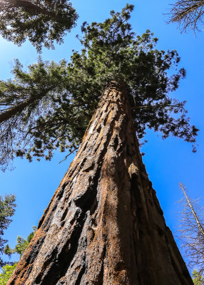 Large Sequoia in the Mariposa Grove in Yosemite National Park