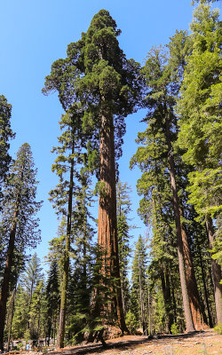 Towering Sequoia in the Mariposa Grove in Yosemite National Park
