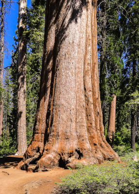 Base of a Giant Sequoia in the Mariposa Grove in Yosemite National Park