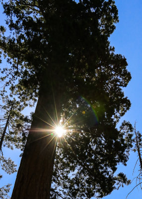 The sun through the Sequoia canopy in the Mariposa Grove in Yosemite National Park