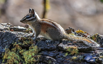 Least Chipmunk on a downed tree along the Taft Point Trail in Yosemite National Park