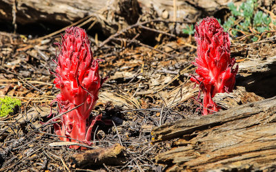 Snow plants along the Pohono Trail in Yosemite National Park