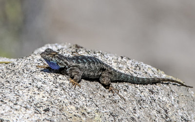 Blue-bellied or Western Fence Lizard on a granite rock along the Pohono Trail in Yosemite National Park