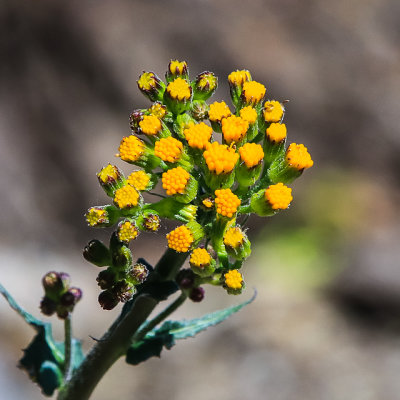 Sierra Butterweed plant along the Pohono Trail in Yosemite National Park