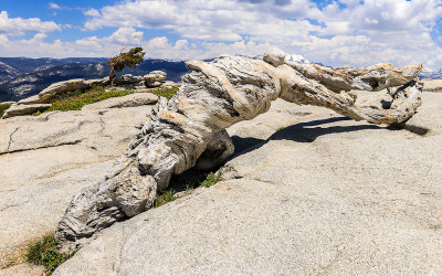 The iconic but now dead Jeffery Pine on top of Sentinel Dome in Yosemite National Park