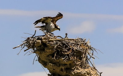 An Osprey tends to its baby chick in a Tufa top nest on Mono Lake