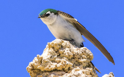 Violet-Green Swallow on top of a Tufa at Mono Lake