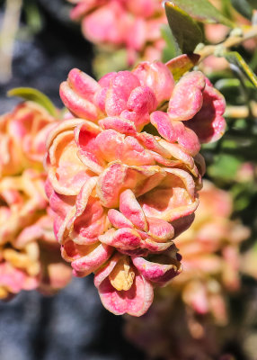 Flowering plant in the desert surrounding Mono Lake