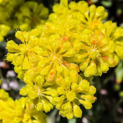 Flowers blooming in the Mono Basin around Mono Lake