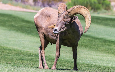Large Big Horn Sheep Ram just outside of Lake Mead National Recreation Area