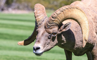 Close up of a Big Horn Sheep just outside of Lake Mead National Recreation Area