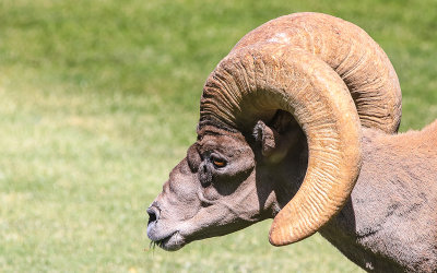Big Horn Sheep Ram just outside of Lake Mead National Recreation Area
