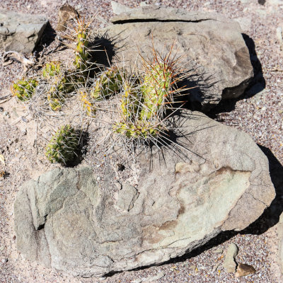 Prickly Pear Cactus in Jurassic National Monument
