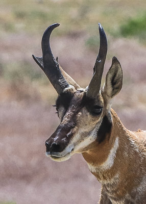 Close up of a Pronghorn Antelope in Jurassic National Monument
